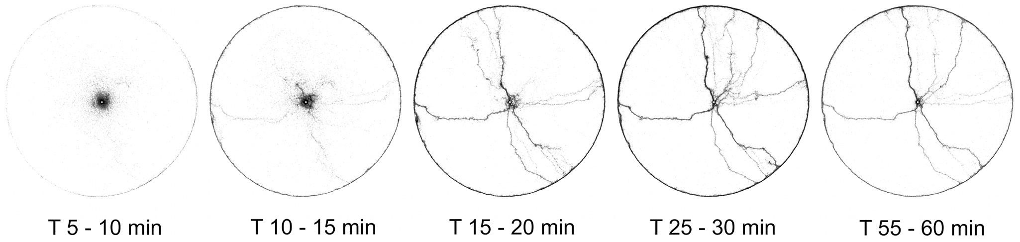 Five snapshots show an Argentine ant colony’s trails becoming visible over time, from 5 to 60 minutes.
